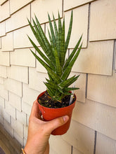 Load image into Gallery viewer, Sansevieria Francisii 4”
