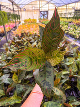 Load image into Gallery viewer, Aglaonema Red Army 4”
