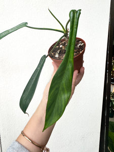 philodendron joepii