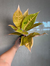 Load image into Gallery viewer, Aglaonema Mulan 4”
