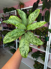 Load image into Gallery viewer, Aglaonema Donatello 4”
