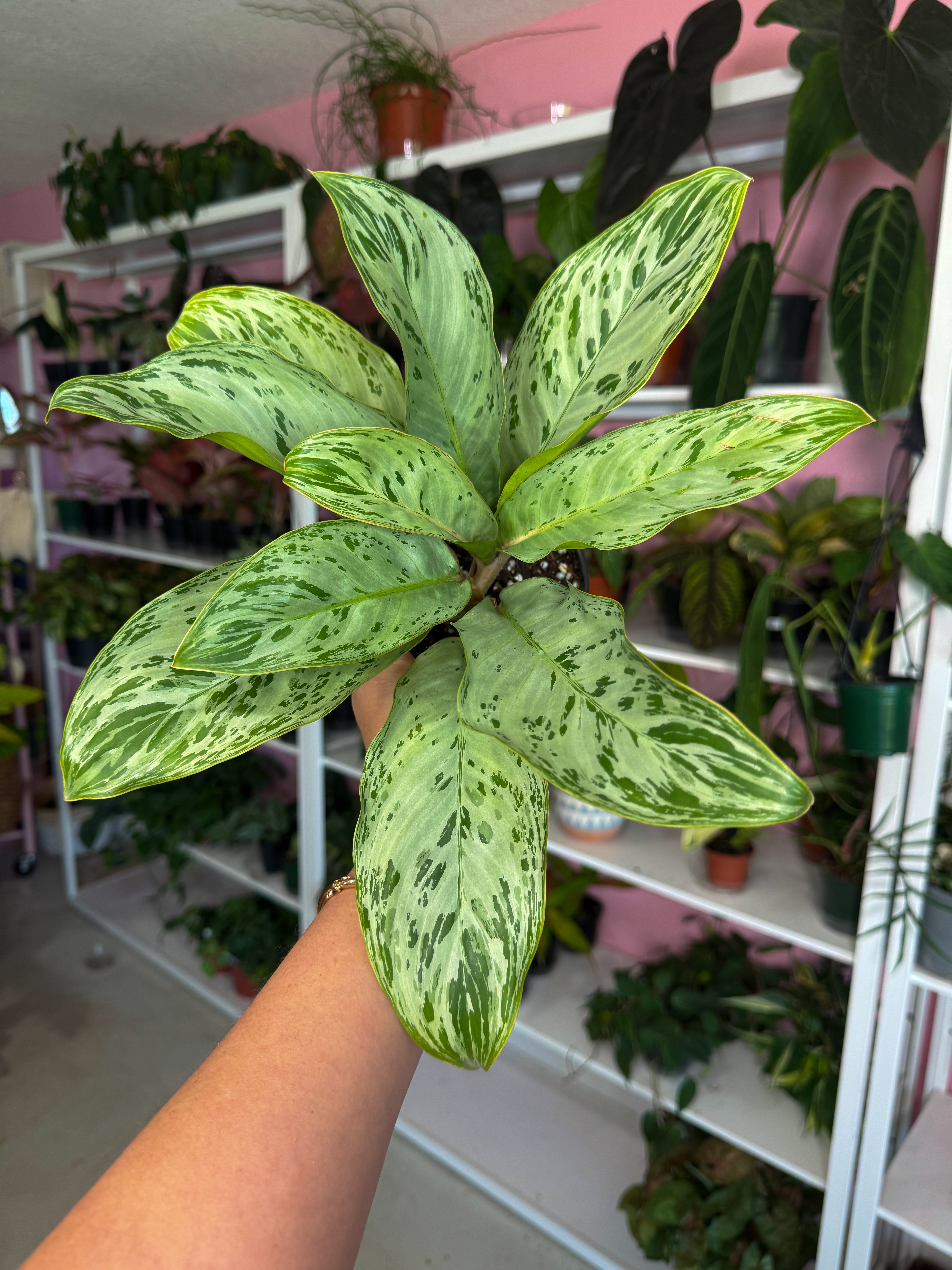 Aglaonema Donatello 4” – Angie's Planties