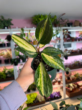 Load image into Gallery viewer, Hoya Macrophylla inner var”Pot of Gold”
