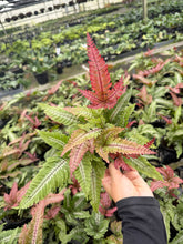 Load image into Gallery viewer, Fern Candy Striped
