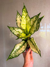Load image into Gallery viewer, Aglaonema Paragon 4”
