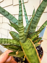 Load image into Gallery viewer, Sansevieria Icicles 3”
