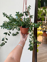 Load image into Gallery viewer, Goldfish Plant Full Hanging Baskets trailing
