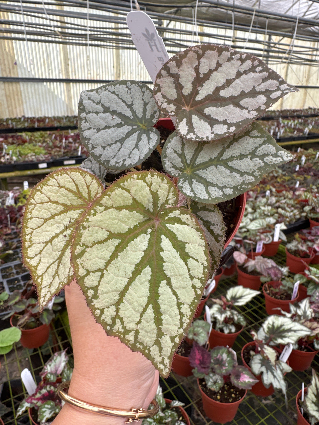 Begonia U400