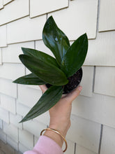 Load image into Gallery viewer, Scindapsus Trebulli Dark Form 4”
