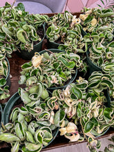 Load image into Gallery viewer, 6” Hoya Compacta Variegated &quot;Hindu Rope Variegated” Read Description

