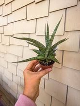Load image into Gallery viewer, Sansevieria Icicles 3”
