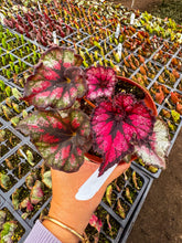 Load image into Gallery viewer, Begonia Harmony Goth doll
