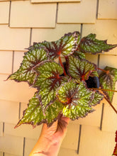 Load image into Gallery viewer, Begonia “Harmony’s Fairy Queen”, 6inch pot NEW RELEASE
