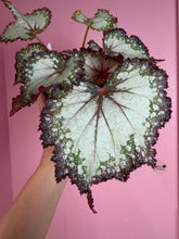 Load image into Gallery viewer, Begonia “Harmony’s Milky way”, 4"
