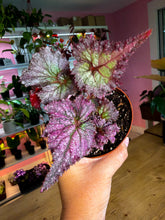 Load image into Gallery viewer, 4” Begonia Rex Harmony’s Pink Radiance
