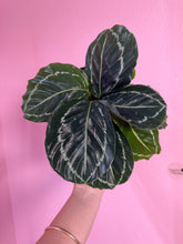 Load image into Gallery viewer, Calathea "Green Lipstick", 4" Pot
