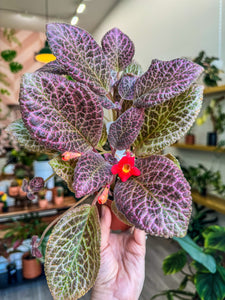 Episcia Strawberry Fields