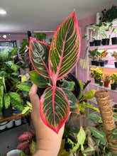 Load image into Gallery viewer, Aglaonema Pink Khanza
