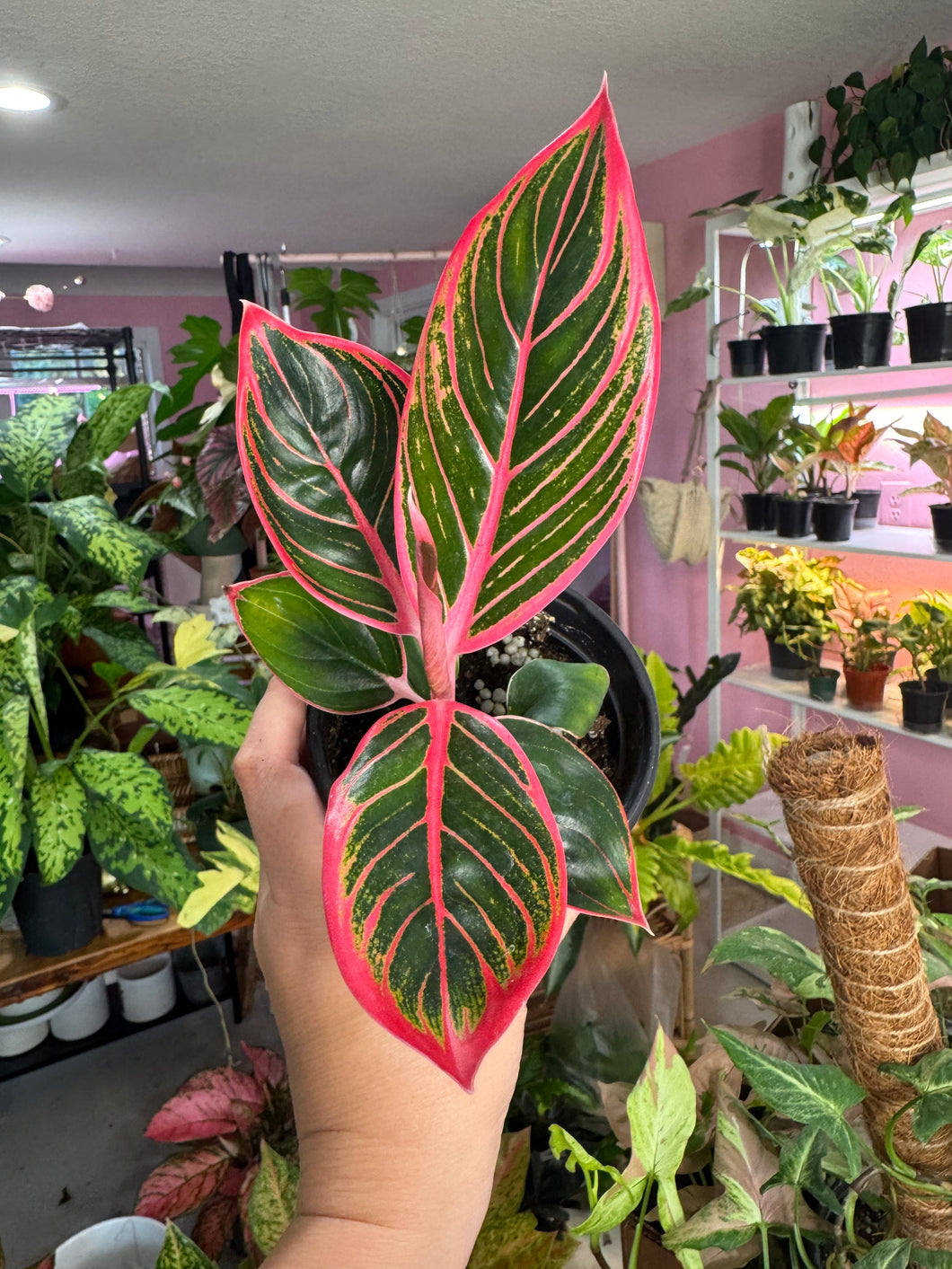 Aglaonema Pink Khanza