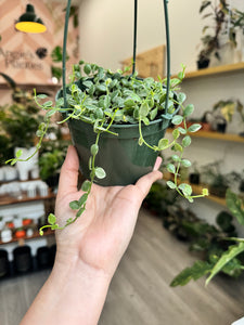 String of Nickels, Dischidia Nummularia Variegated