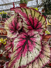 Load image into Gallery viewer, Begonia Rex “ Sri Lanka”
