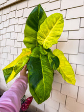 Load image into Gallery viewer, Philodendron Jungle Fever 6” exact plant
