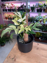 Load image into Gallery viewer, Monstera tetrasperma white monster 6” TP
