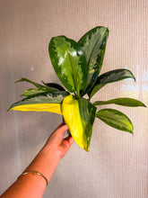 Load image into Gallery viewer, Aglaonema Surnabhumi exact plant 4”
