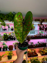 Load image into Gallery viewer, Caladium 104 Rare
