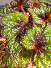 Load image into Gallery viewer, Begonia “Harmony’s Fairy Queen”, 6inch pot NEW RELEASE
