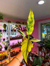 Load image into Gallery viewer, Philodendron Caramel Marble 4”

