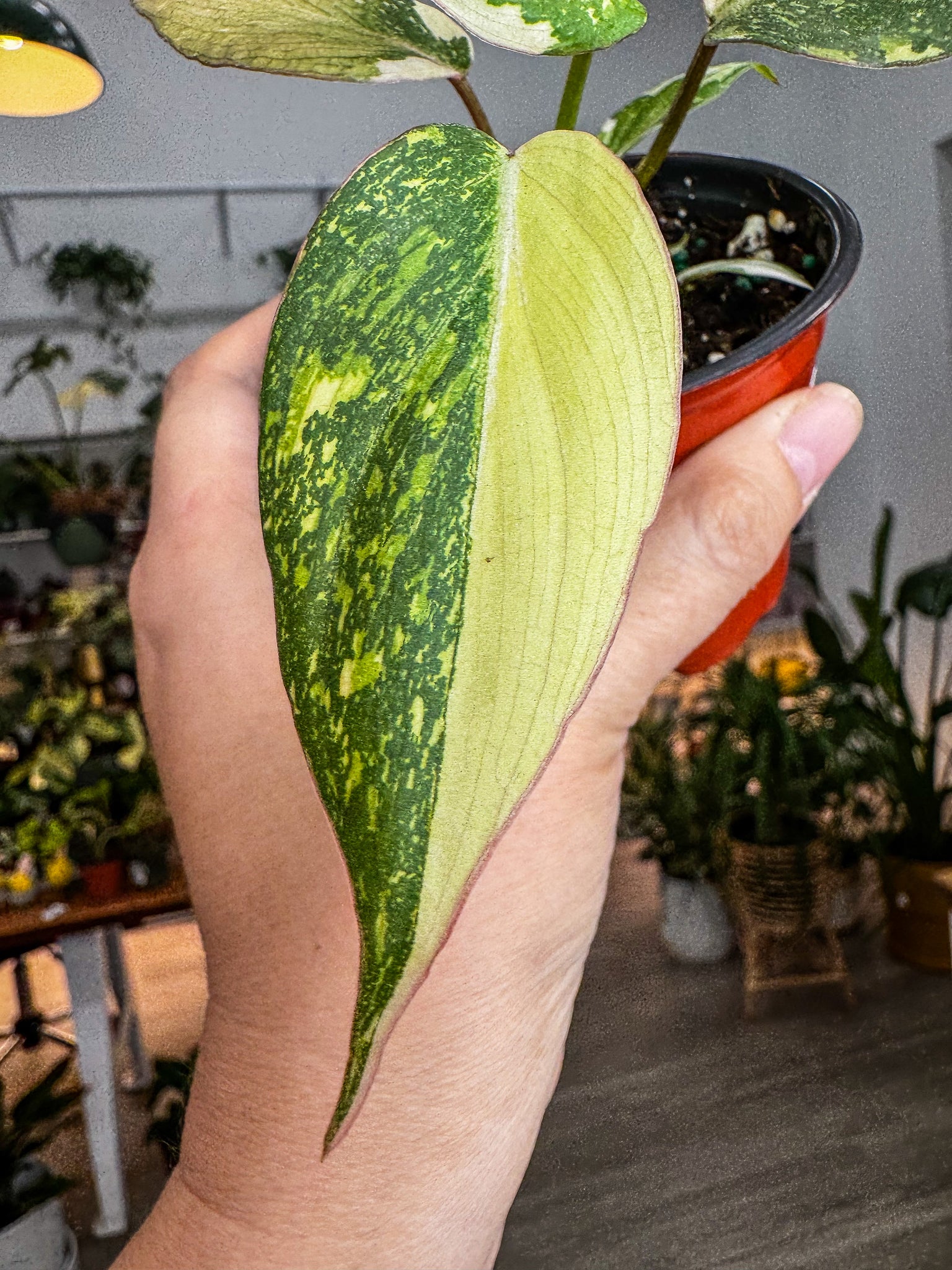 philodendron galaxy Philodendron Gloriosum Galaxy – Angie's Planties