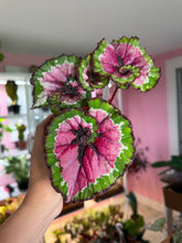 Load image into Gallery viewer, Begonia Rex “Macarena”
