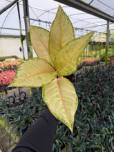 Load image into Gallery viewer, Aglaonema Frozen 4”
