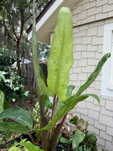 Load image into Gallery viewer, Alocasia Lautherbachiana Mint 4”
