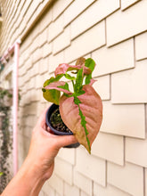 Load image into Gallery viewer, Syngonium Pink Lava 4”
