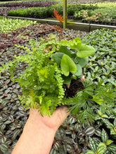Load image into Gallery viewer, Mystery Fern Assortment 2” Mini plants
