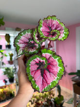 Load image into Gallery viewer, Begonia Rex “Macarena”
