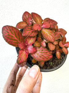 4" Fittonia Red- New Hybrid