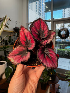 Begonia Rex “ Red Kiss”