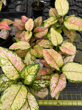 Load image into Gallery viewer, Aglaonema Candy Cotton
