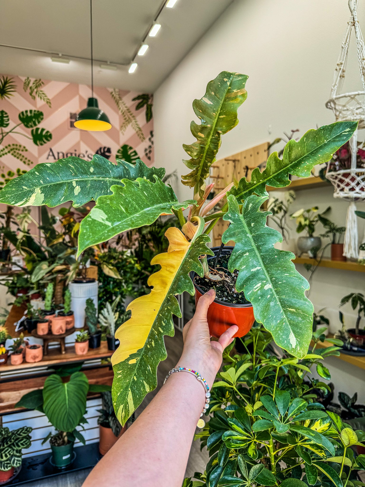 gold ring of fire philodendron Ring of Fire Philodendron, 4” Pot – Angie's Planties