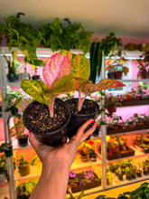 Load image into Gallery viewer, Aglaonema Pink Emerald 4”
