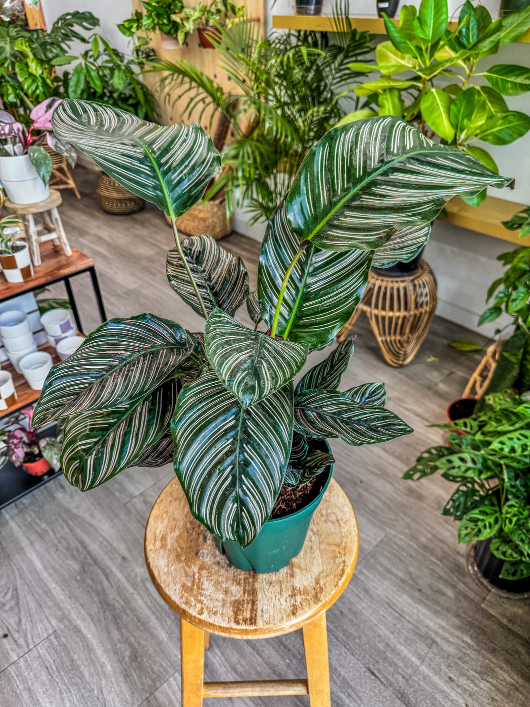 calathea ornata indoor plant Calathea Ornata "Pin Stripe" – Angie's Planties