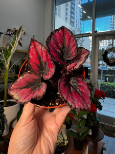 Begonia Rex “ Red Kiss”