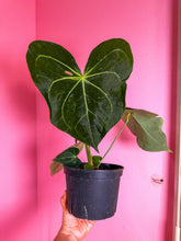 Load image into Gallery viewer, Anthurium Clarinervium Hybrid 6” exact plant
