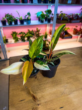 Load image into Gallery viewer, Philodendron Caramel Marble 4”
