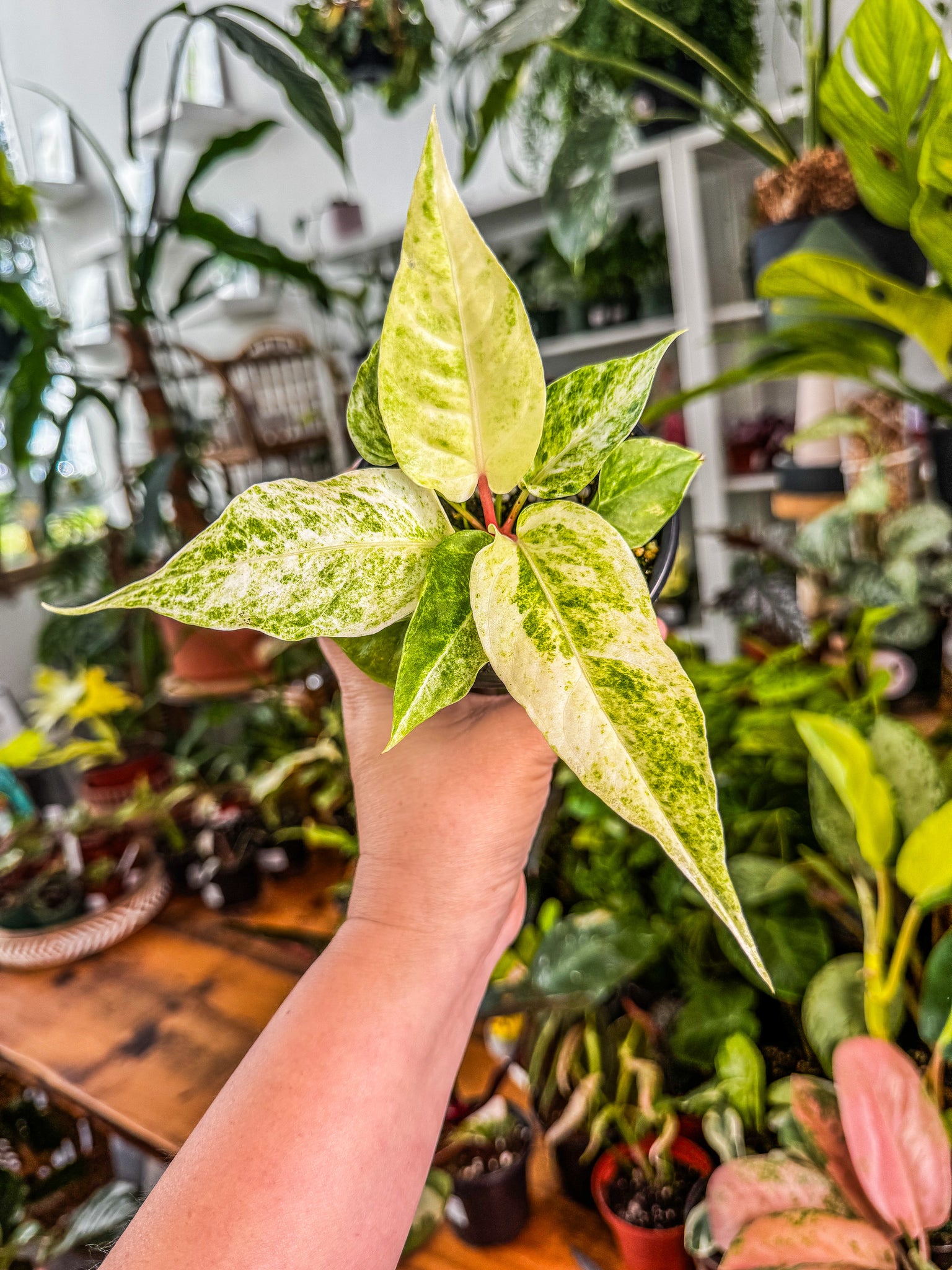 anthurium hookeri care Anthurium Hookeri Variegated 4” – Angie's Planties