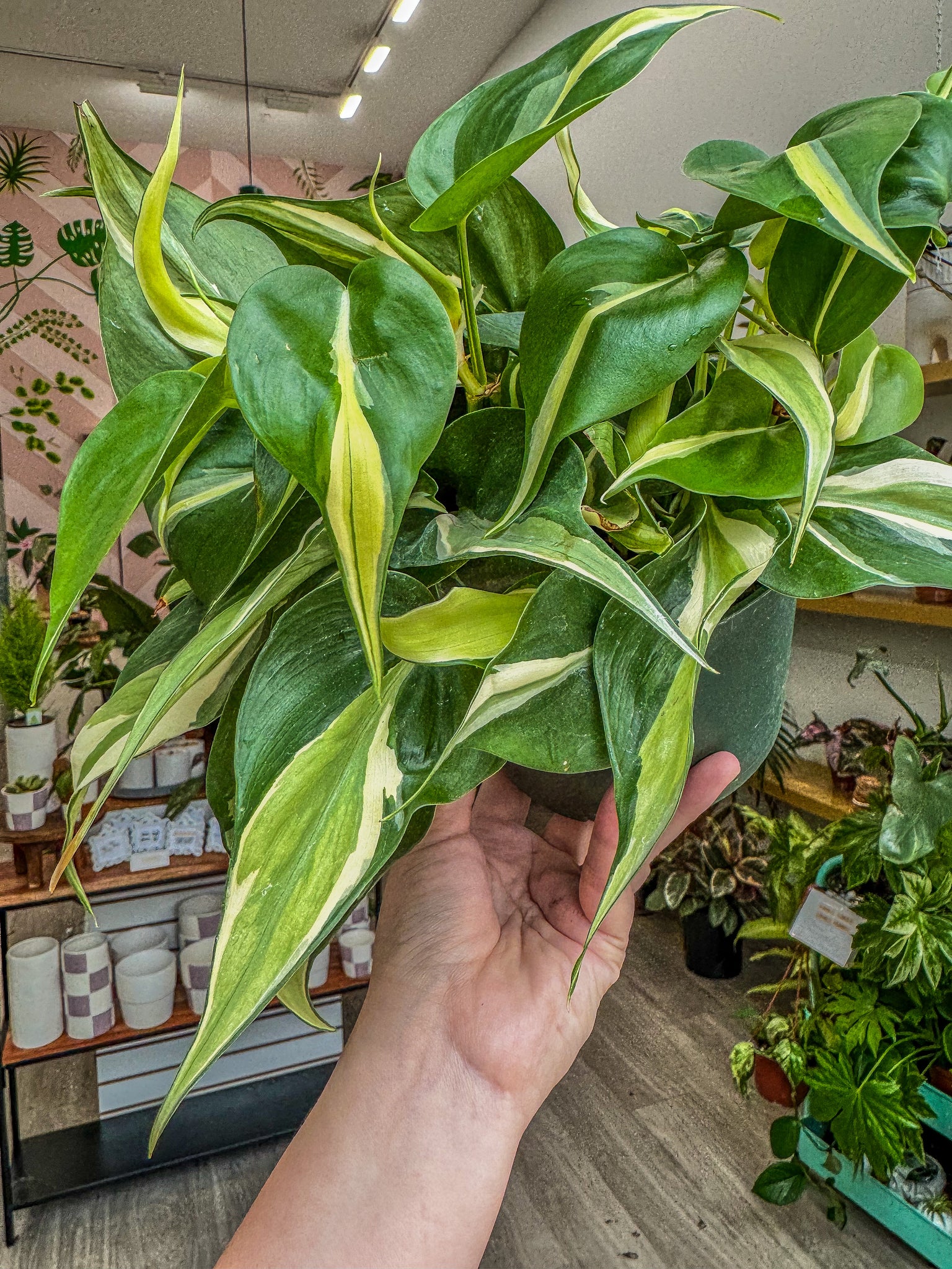 philodendron with stripes Philodendron 'Silver Stripe'