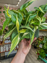 Load image into Gallery viewer, Philodendron Silver Stripe, 6” Pot
